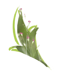 Endangered Species Australia Sticker by NSW Department of Planning, Industry and Environment