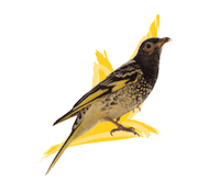 Endangered Species Australia Sticker by NSW Department of Planning, Industry and Environment