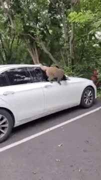 cuteanimalland giphyupload GIF