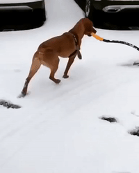 Dog Helps Owner With Shoveling After Snow Blankets Boston Area
