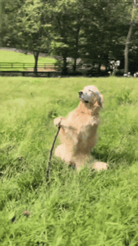 Old And Wise GIF