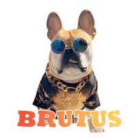 Dogfashion Dogmodel Sticker by Pimp Yo Pets