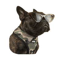 french bulldog dog Sticker by Oink Pet Supply