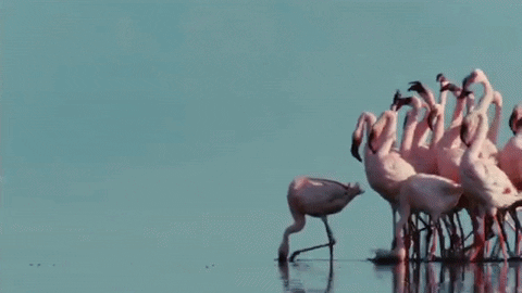 Video gif. A flamboyance of flamingos strut across shallow water. Their heads swivel as repeated text pops up as if coming from them. Text, "Weekend?"