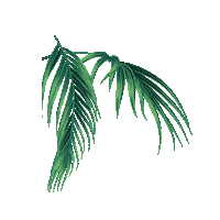 honestlyandie leaves tropical tropical vibes ocean vibes Sticker