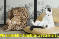 unsereoebb cat katze oebb weltkatzentag GIF