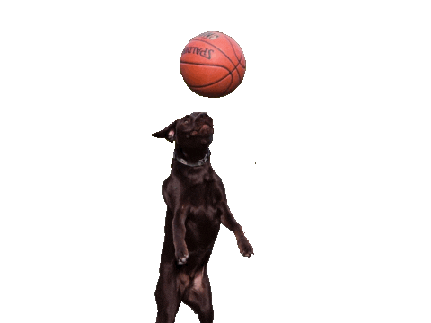 Basketball Spalding Sticker by Brodifur