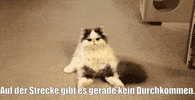unsereoebb cat katze oebb weltkatzentag GIF