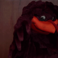 Hokies Hokiebird GIF by Virginia Tech