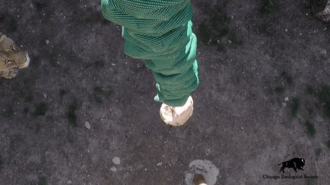 Jump Lion GIF by Brookfield Zoo