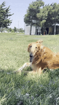 gonzotheborzoi meme dog funnydog dogmeme GIF