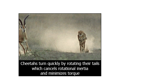 tail running GIF by Cheezburger