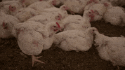 oikeuttaelaimille chicken finland chick suomi GIF