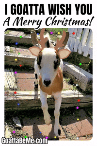 Merry Christmas Happy Holidays GIF by Goatta Be Me Goats! Adventures of Java, Toffee, Pumpkin and Cookie!