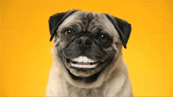 Video gif. Pug blinks and smiles wide, showing off bright white human-like teeth.