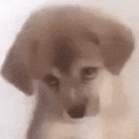 Sad Dog GIF