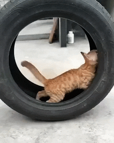 justviralnet funny cat animal kitten GIF