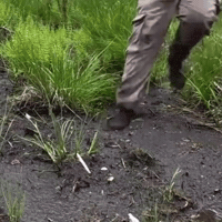 Diving Bog GIF by Respective