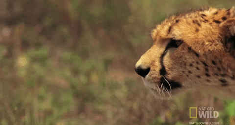 cheetah creeping GIF by Nat Geo Wild 