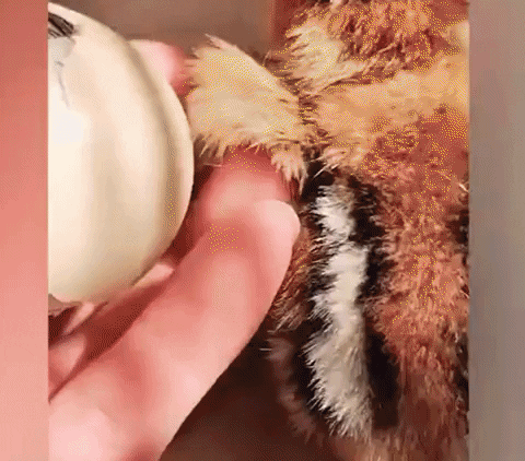 giphyupload GIF