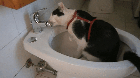 cat water GIF