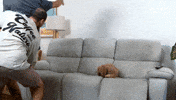 Dance Dog GIF by Gogglebox Australia