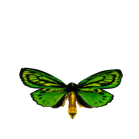 michaeldamnitz giphyupload butterfly schmetterling damnitz Sticker