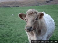 cow GIF