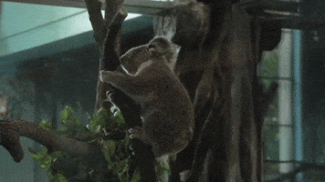 'Ready to Meet the Public': Chicago Zoo Welcomes Koalas for First Time