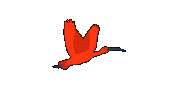 Bird Guaratuba Sticker by Guará Mapping Festival