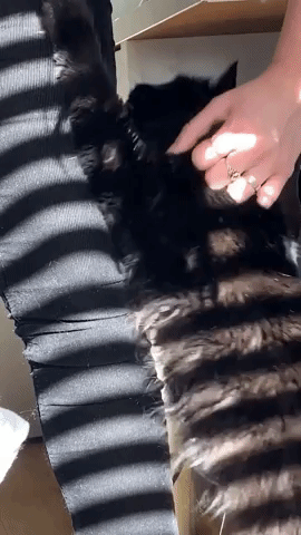 Cat Scratch GIF by Chris