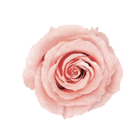 red roses love Sticker by La Fleur Bouquets