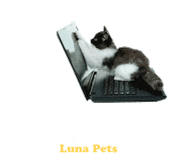 Cats May Sticker by Luna Pets