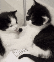 Cat GIF
