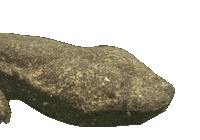 brookzhookz brookzhookz giant salamander osanshoo Sticker