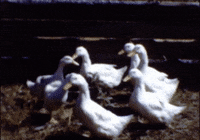 Jump Jumping GIF