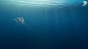 GIF by Cannes Lions