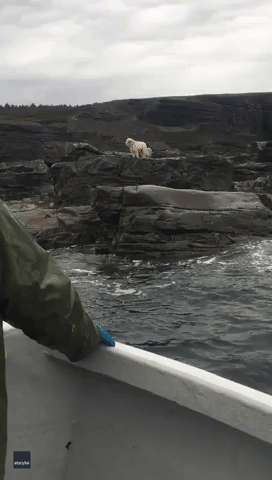 Dog Waits on Newfoundland Shoreline Until Owners Bring Her on Their Fishing Trip