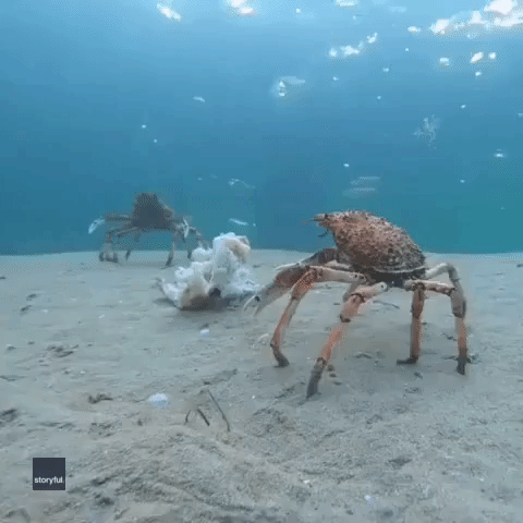 Crabby Crab Lets Diver Know Who's Boss in Waters Off Victoria