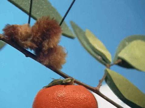 Catterpillar