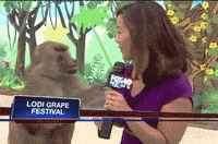 monkey reporter GIF