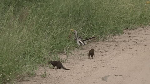 minhaniobio giphyupload mongoose playing dead mangusto GIF