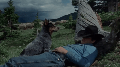 Camping Jake Gyllenhaal GIF by Focus Features