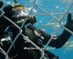 What The Hell Am I Doing Discovery GIF by Shark Week