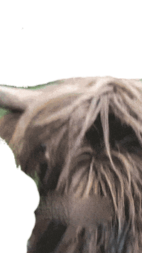 Sticker Cow Sticker by Kaden Wesley