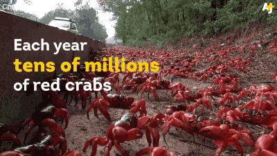 crab migration GIF
