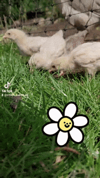 Baby Chicken GIF