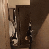 Hydra Cdl GIF by 100 Thieves