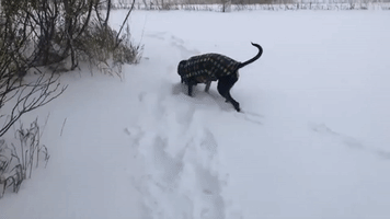 Coat-Wearing Dog Plays in Early Season Montana Snow