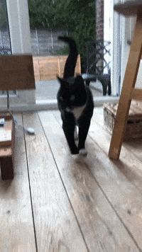 Hanapants GIF by David Firth